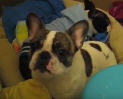 (VIDEO) This Frenchie is a Cry Baby. When You Find Out Why? Poor Puppy, LOL!