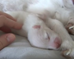 (VIDEO) Watch a Newborn Pom’s First 14 Days on Earth. What a Miracle of Life!