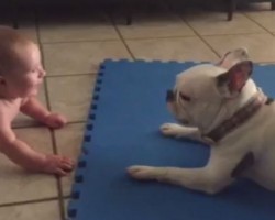 (VIDEO) This Frenchie Loves to Entertain a Baby. When You See What He Does? OMG, This is PERFECT.