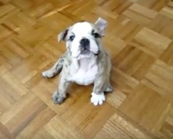 (VIDEO) You’ll Laugh Your Socks Off Over These Hilarious Bulldog Moments! 04:42 is My Fave!