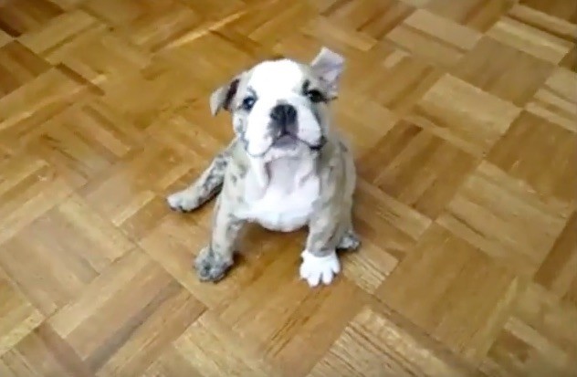 bulldog puppy moment