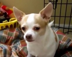 (VIDEO) Make Your Week the Best EVER by Watching The 10 Funniest Chihuahua Videos