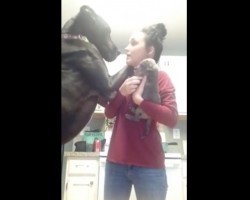 (Video) Great Dane’s Reaction to Mom Showing Attention to a Puppy is the Epitome of Doggy Jealously