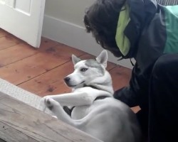 (VIDEO) Dog Does Not Want to be Kenneled. What Word He Uses? Wow, I Can’t Believe He Says This!