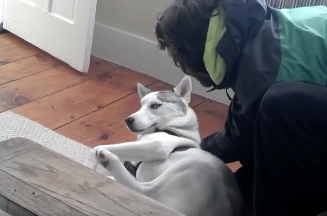 Husky doesn't want his dad to leave