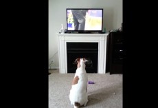 (VIDEO) This Doggie is Watching The Westminster Dog Show. Now Listen to the Outrageous Sounds He Makes!