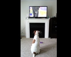 (VIDEO) This Doggie is Watching The Westminster Dog Show. Now Listen to the Outrageous Sounds He Makes!