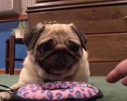 (VIDEO) Pug Has a New Toy. When He Tells His Mom NO WAY to Touching It? What a Selfish Pug, LOL!