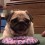(Video) Pug Says “No, No, No” to Mom Who Tries to Touch His Toy By…