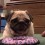 (VIDEO) Pug Says “No, No, No” to Mom – HILARIOUS!