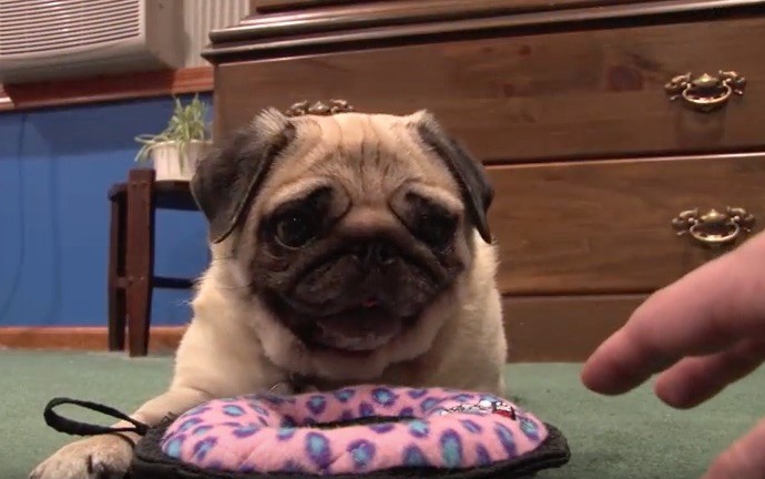 Pug not sharing toy