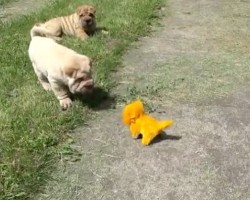 (VIDEO) These Pups are Fascinated With a Moving Dog Toy. Now Watch How They Investigate it Further… LOL!