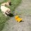 (VIDEO) These Pups are Fascinated With a Moving Dog Toy. Now Watch How They Investigate it Further… LOL!