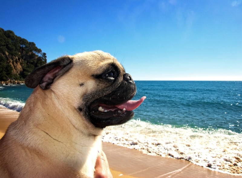 summer pug