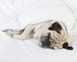 Can’t Sleep at Night? Here’s How a Pooch Can Help a Person With Insomnia Sleep Better at Night: