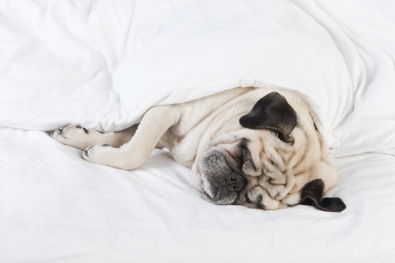 pug sleeping in a bed