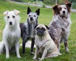 Deciding Between a Purebred and Mixed-Breed Dog: Which One Is Right for You?