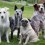 Deciding Between a Purebred and Mixed-Breed Dog: Which One Is Right for You?