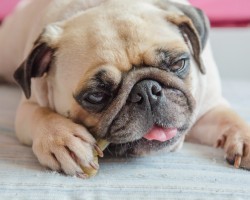 The Potentially Deadly Treat You Should Consider Not Giving Your Dog