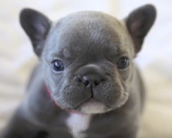 (VIDEO) This Rare Blue French Bulldog Puppy Will Make You Go “Aww!” Sooo Precious!