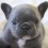 (VIDEO) This Rare Blue French Bulldog Puppy Will Make You Go “Aww!” Sooo Precious!