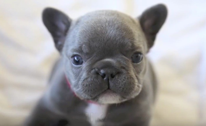 (VIDEO) This Rare Blue French Bulldog Puppy Will Make You Go 