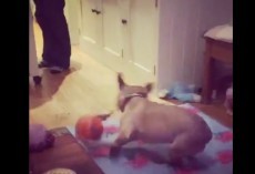 (VIDEO) This Frenchie FREAKS OUT Over His Toy and it’s Hysterical!