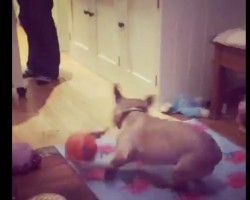 (VIDEO) This Frenchie FREAKS OUT Over His Toy and it’s Hysterical!