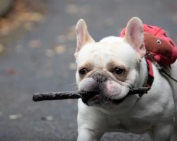 (VIDEO) This Tribute of a Well-Loved Frenchie’s Life Will Make Tear Up, Guaranteed!