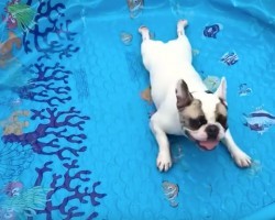(VIDEO) This Frenchie Wants to Swim SO Badly That He Pretends He’s Swimming in an Empty Pool! LOL!