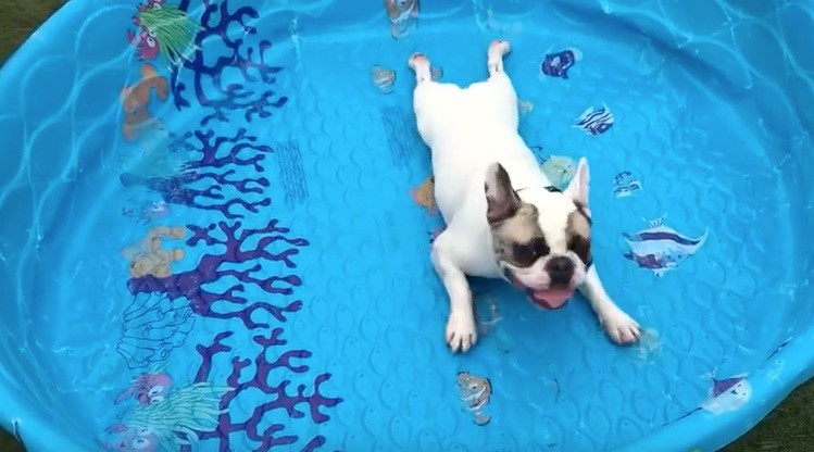 frenchie swimming in pool