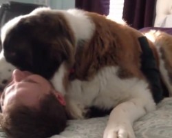 (VIDEO) Giant Dog Just Wants a Hug From His Dad. What Happens Next? I Can’t Believe My Eyes!
