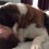 (VIDEO) Giant Dog Just Wants a Hug From His Dad. What Happens Next? I Can’t Believe My Eyes!