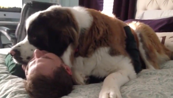 giant dog hug