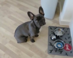 (VIDEO) This Frenchie is Ready for Dinner. How He Shows His Mom He Wants to Eat? This Is Genius!