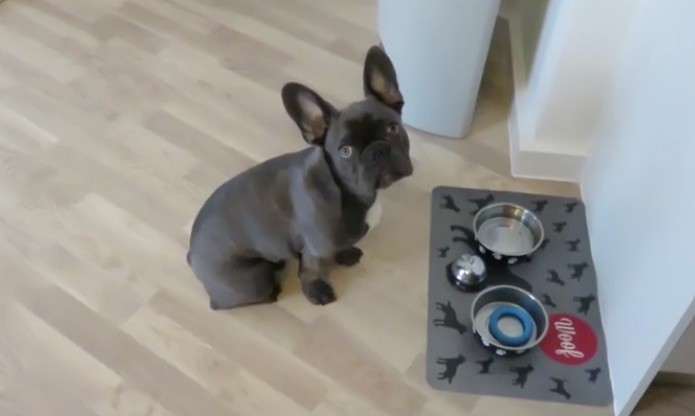 Frenchie wants dinner