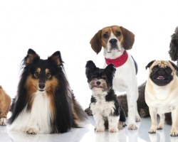 4 Dog Truths That Are Actually False