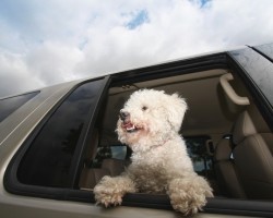 The Reason Why Dogs Enjoy Riding in a Car so Much Will Make You Smile