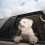 The Reason Why Dogs Enjoy Riding in a Car so Much Will Make You Smile