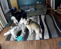 (VIDEO) 3 Huskies Are Left Home Alone. When a Hidden Camera Captures Their Antics? Beyond Comical!