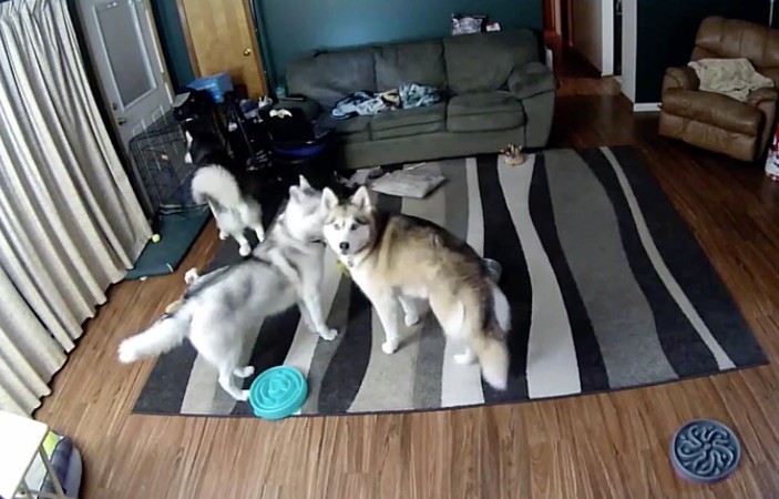 huskies left alone