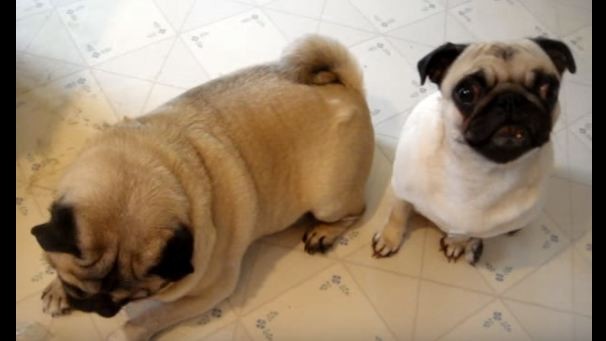 naughty pugs