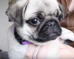 (VIDEO) This Pug Puppy Vlog Introducing You to a Pug Named Paisley Will Make You Smile!