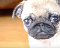 (VIDEO) This Video Compilation of Special Moments Spent With Pixie the Pug Will Melt Your Heart
