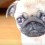 (VIDEO) This Video Compilation of Special Moments Spent With Pixie the Pug Will Melt Your Heart