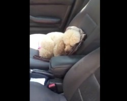 (VIDEO) This Poodle Does NOT Want to Leave the Car. When Mom Tries to Get Him? Hilarious!