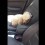 (VIDEO) This Poodle Does NOT Want to Leave the Car. When Mom Tries to Get Him? Hilarious!