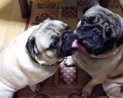 (VIDEO) This Pug Thinks His Pug Friend is Dirty. Now Watch the Cutest Bath in History Take Place!