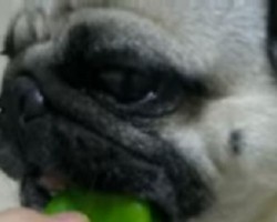 (VIDEO) This Pug is Offered a Tasty Snack. When You See What it Is? Wow, I Wasn’t Expecting This!