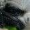 (VIDEO) This Pug is Offered a Tasty Snack. When You See What it Is? Wow, I Wasn’t Expecting This!